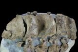 Cluster of Ichthyosaurus Vertebrae & Ribs - Whitby, England #130200-1
